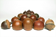 Nocciole